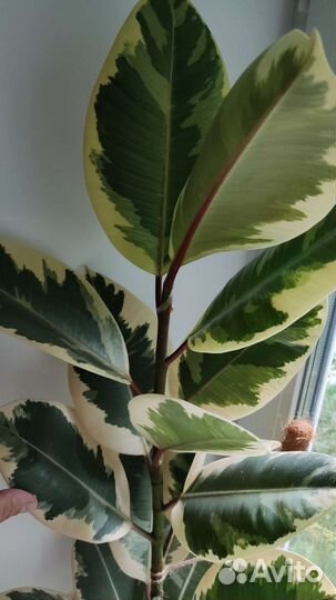 Фикус каучуконосный большой
