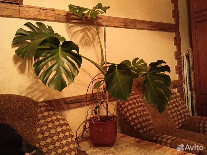 Монстера деликатесная 1,м