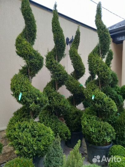 Растения декоративные