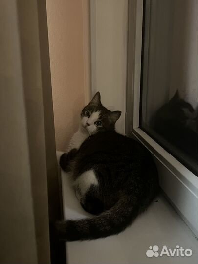 Передержка кошек