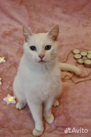 Котик в добрые руки