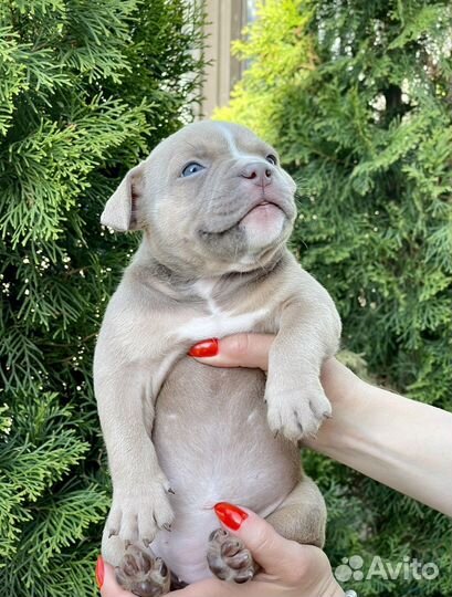 Американский булли девочка 1