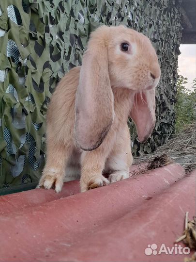 Кролики породы Французский баран и Рекс