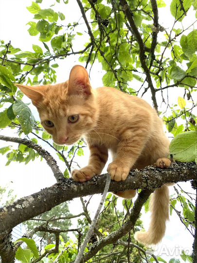Котенок мальчик 4 месяца