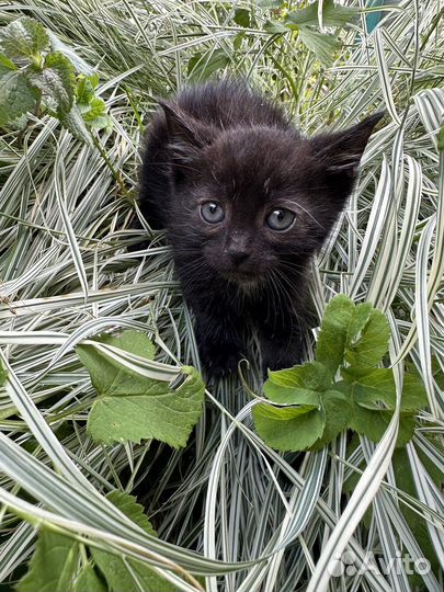 Котенок 1,5 месяца