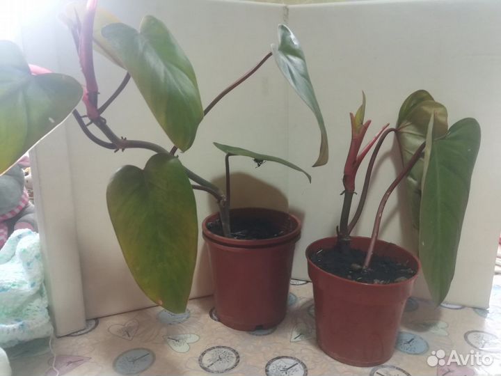 Комнатные цветы антуриум