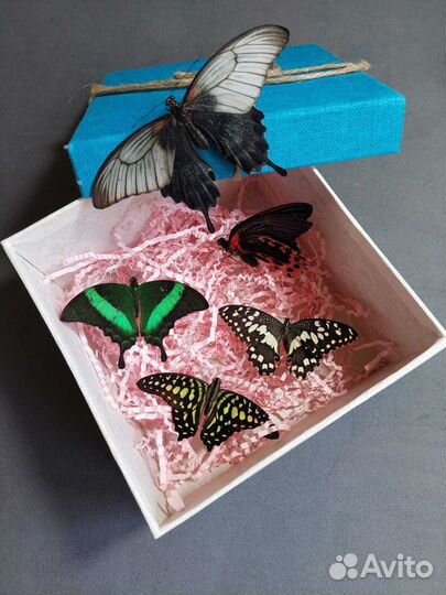 Франшиза Салюты из Живых Тропических Бабочек 3322