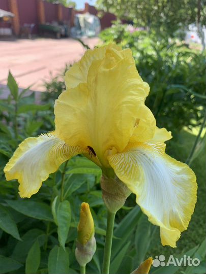 Ирис бородатый