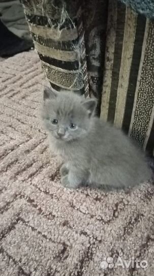 Котята британцы бесплатно