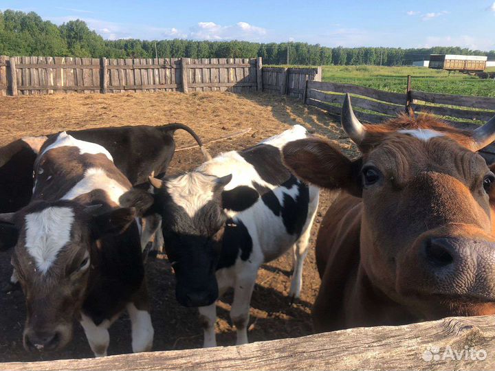 Коровы и телки