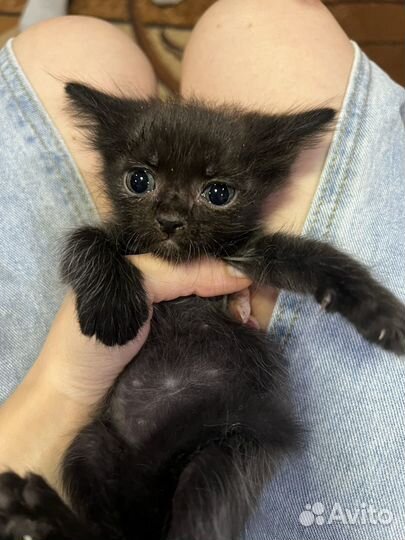 Котята в добрые руки даром