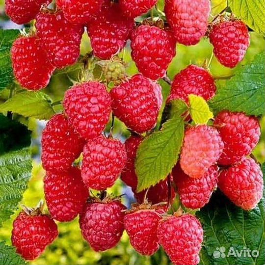 Саженцы малины