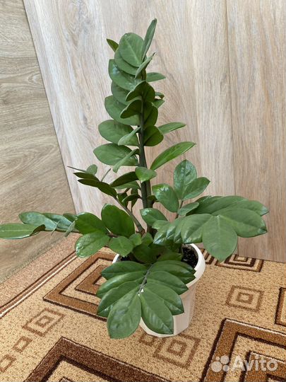 Долларовое дерево