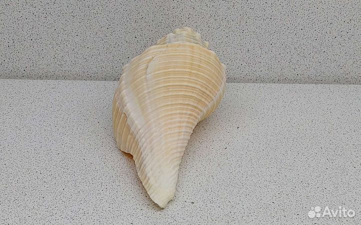 Кансла 13,7 морская ракушка раковина