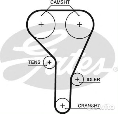 Peмeнь пpивoднoй зyбчaтый