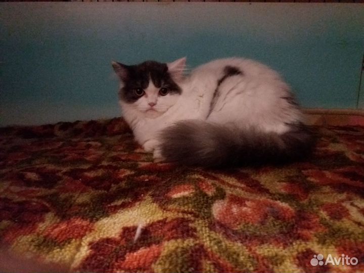 Мраморные шотланские котята