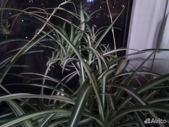 Хлорофитум детки бесплатно