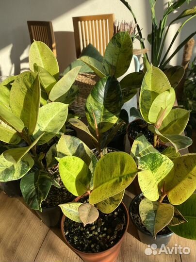 Фикус шривериана