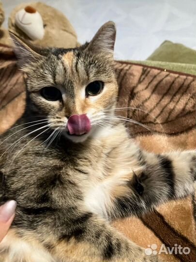 Кошка в дар