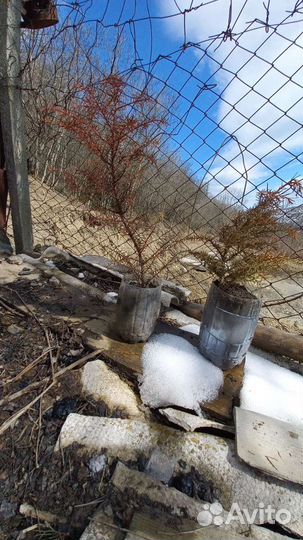 Криптомерия японская (видовая)