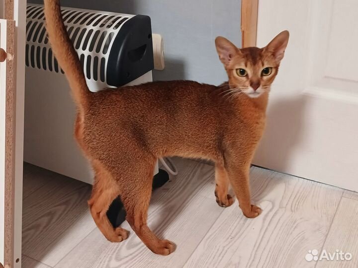 Абиссинская кошка