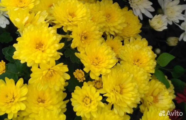 Многолетние садовые цветы