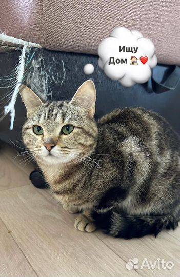 Котики с приюта