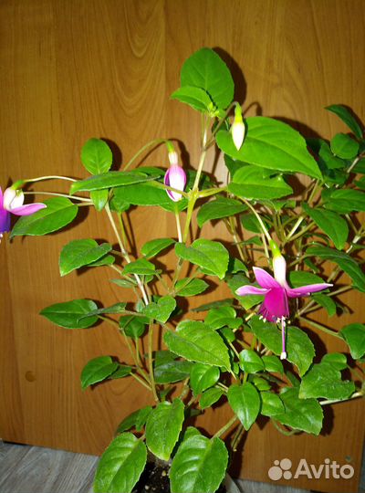 Черенки фуксии