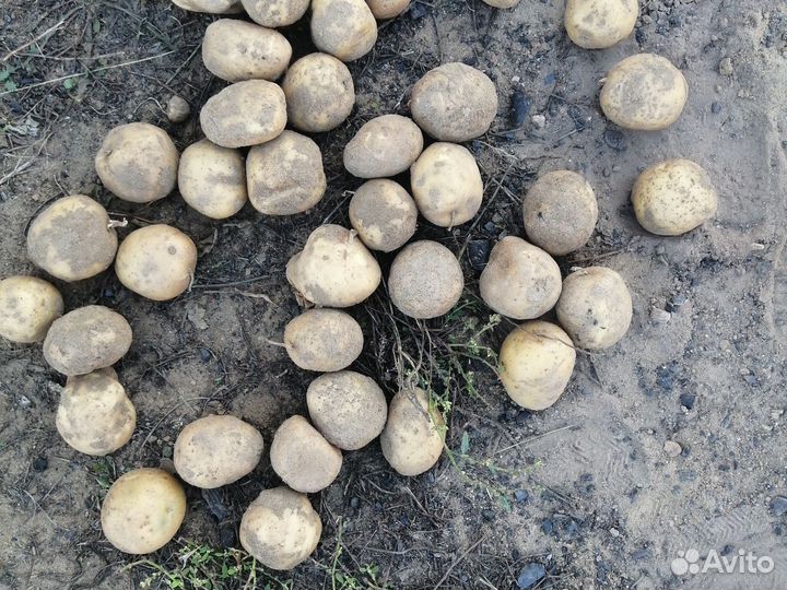Картофель мелкий на корм скоту