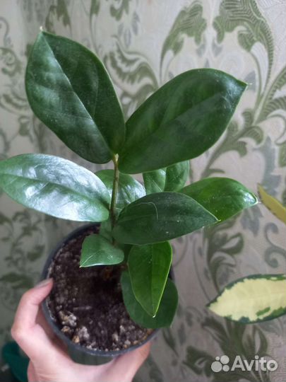 Замиакулькас, крассула