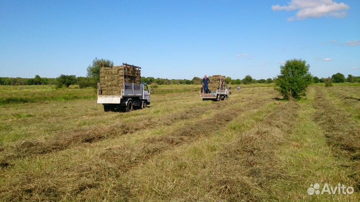 Сено в тюках, доставка бесплатная