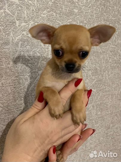 Чихуахуа девчишка