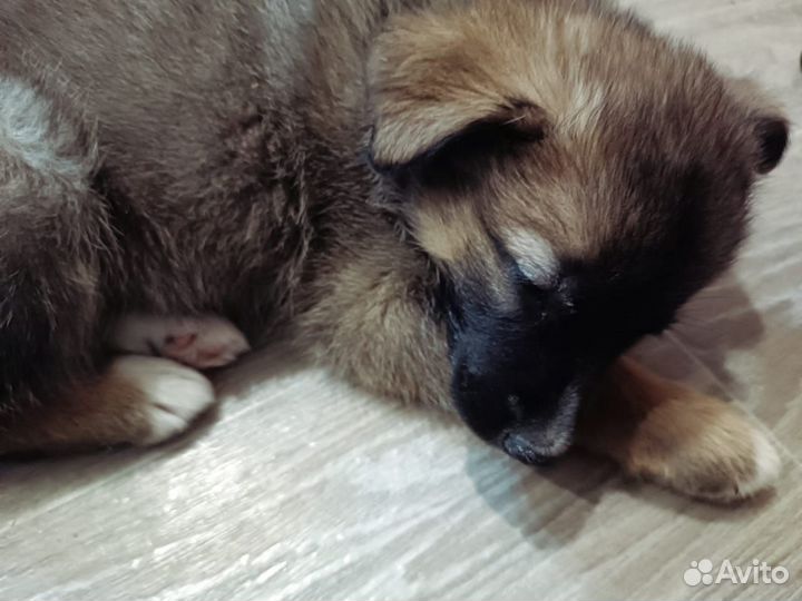 Маленький щенок