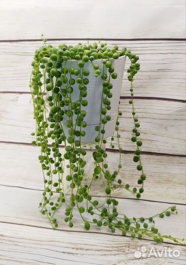 Крестовник роули