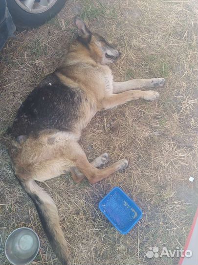 Черная немецкая овчарка