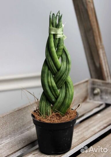 Сансевиерия цилиндрика