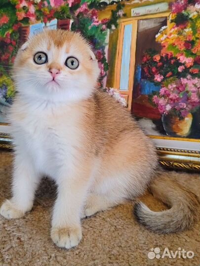 Шотландская золотая шиншилла