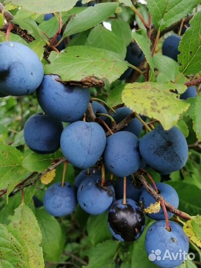 Саженцы терна