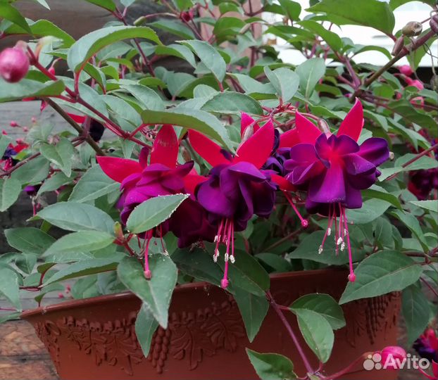 Комнатные цветы