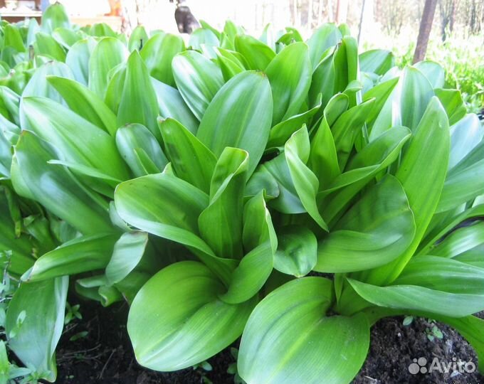 Безвременник.осенний крокус.Растения для сада