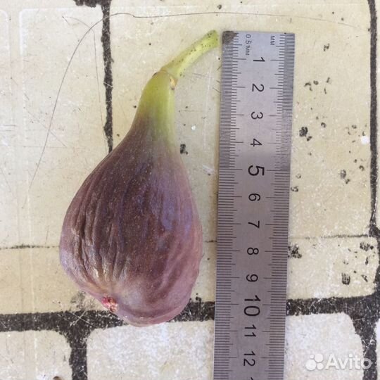 Инжир и маракуйя северная (съедобная), саженцы