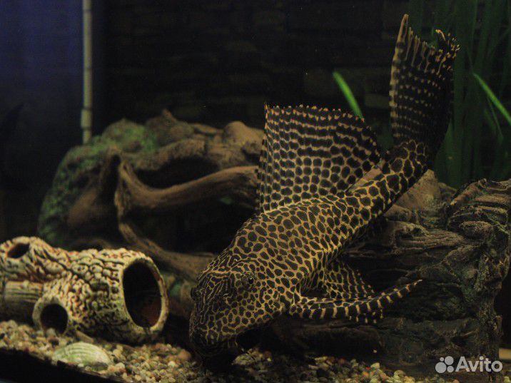 Парчовый сом (птеригоплихт)