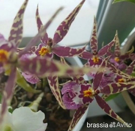 Орхидея брассия