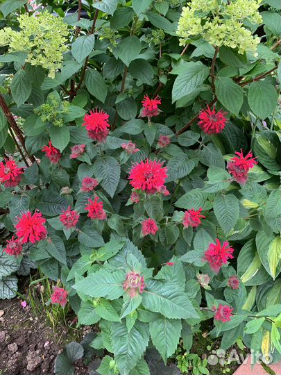 Маранта бергомот