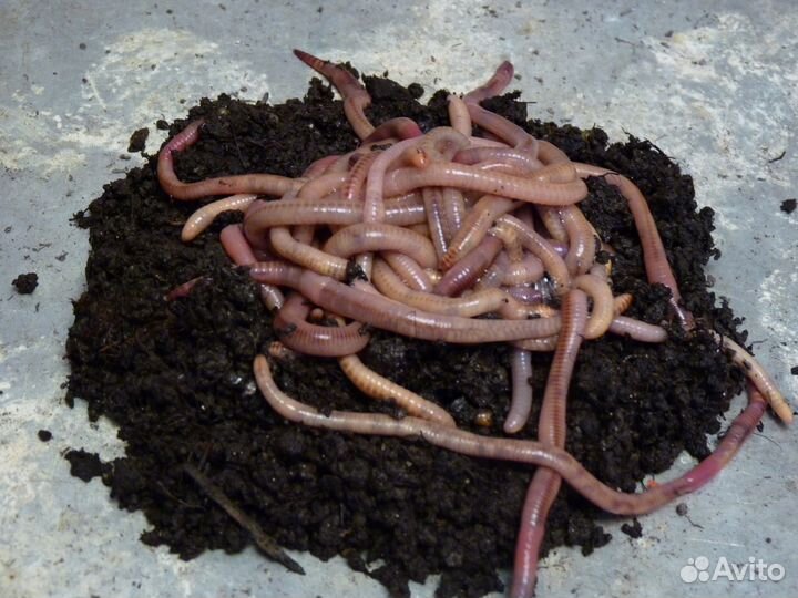 Червь дендробена