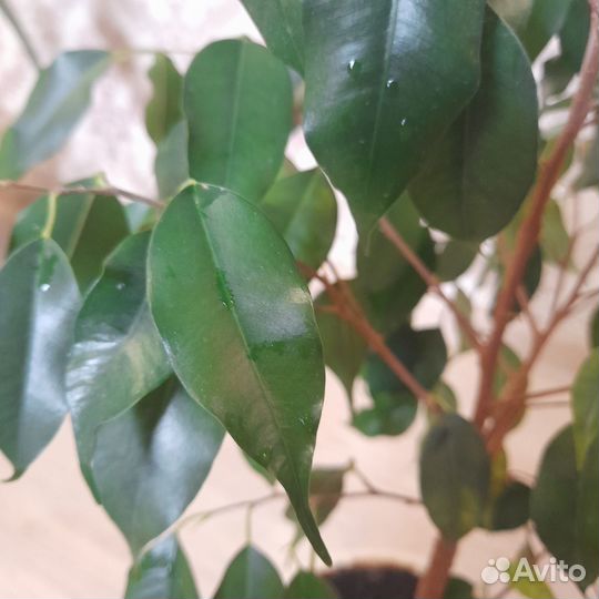 Фикусы бенджамина