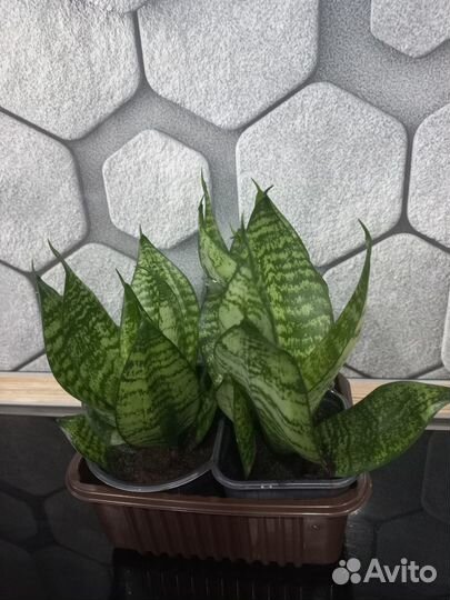 Сансевьера ханни