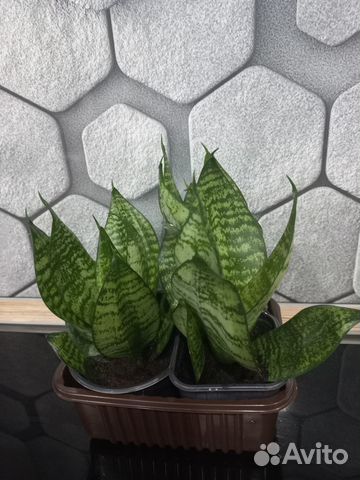 Сансевьера ханни