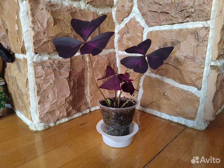 Кислица Регнелла (Oxalis)