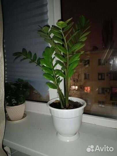 Замиокулькас